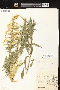 Solidago canadensis var. hargeri image