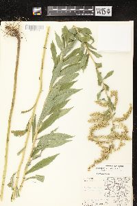 Solidago canadensis var. hargeri image