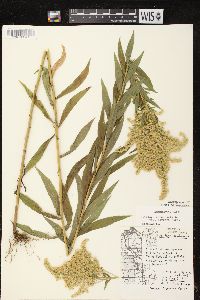 Solidago canadensis var. hargeri image