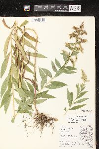 Solidago canadensis var. hargeri image