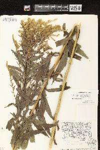 Solidago canadensis var. hargeri image