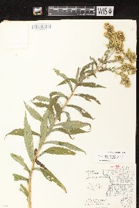 Solidago canadensis var. hargeri image