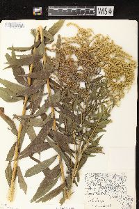 Solidago canadensis var. hargeri image