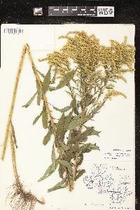 Solidago canadensis var. hargeri image