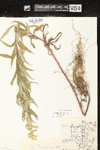 Solidago canadensis var. hargeri image