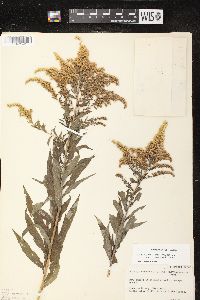 Solidago canadensis var. hargeri image