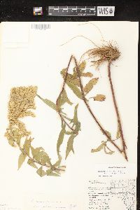 Solidago canadensis var. hargeri image