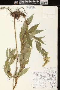 Solidago canadensis var. scabra image