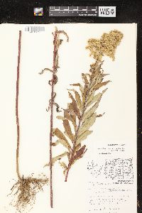 Solidago canadensis var. hargeri image