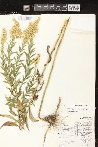 Solidago canadensis var. hargeri image