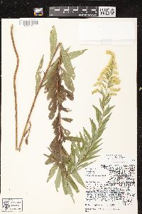 Solidago canadensis var. scabra image