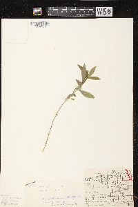 Solidago canadensis var. canadensis image