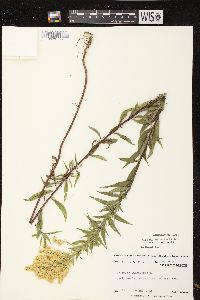 Solidago canadensis var. canadensis image