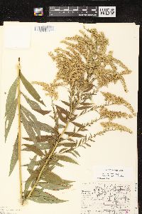 Solidago canadensis var. hargeri image