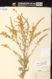 Solidago canadensis var. hargeri image