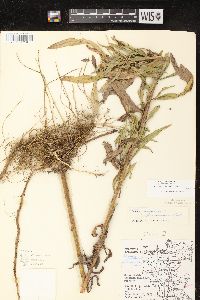 Solidago canadensis var. hargeri image