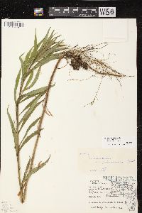 Solidago canadensis var. hargeri image