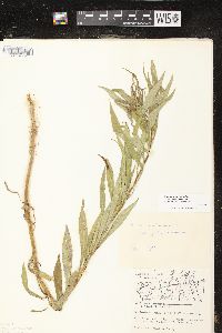 Solidago canadensis var. hargeri image