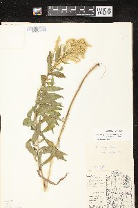 Solidago canadensis var. hargeri image