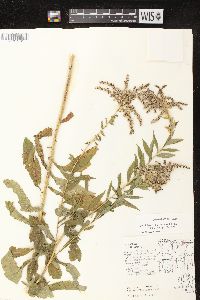 Solidago canadensis var. hargeri image