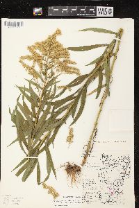 Solidago canadensis var. hargeri image