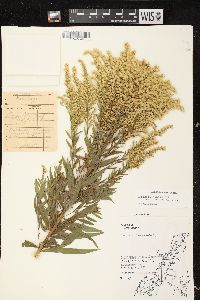 Solidago canadensis var. scabra image