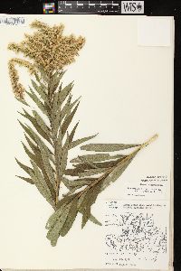 Solidago canadensis var. scabra image