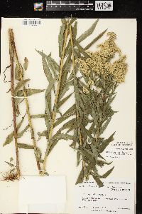 Solidago canadensis var. scabra image