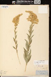 Solidago canadensis var. scabra image