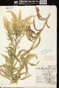 Solidago canadensis var. scabra image