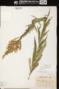 Solidago canadensis var. scabra image