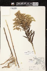 Solidago canadensis var. scabra image