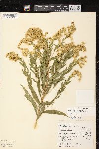 Solidago canadensis var. scabra image