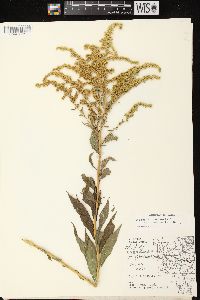 Solidago canadensis var. scabra image