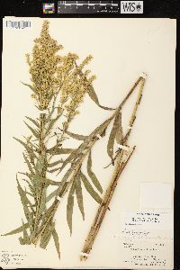 Solidago canadensis var. scabra image