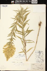 Solidago canadensis var. scabra image