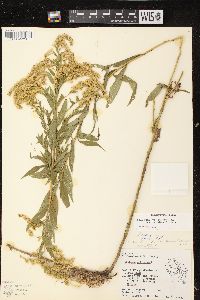 Solidago canadensis var. scabra image