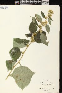 Solidago flexicaulis image