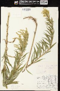 Solidago gigantea image