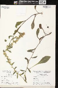 Solidago hispida var. hispida image