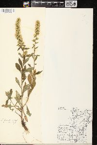 Solidago hispida image