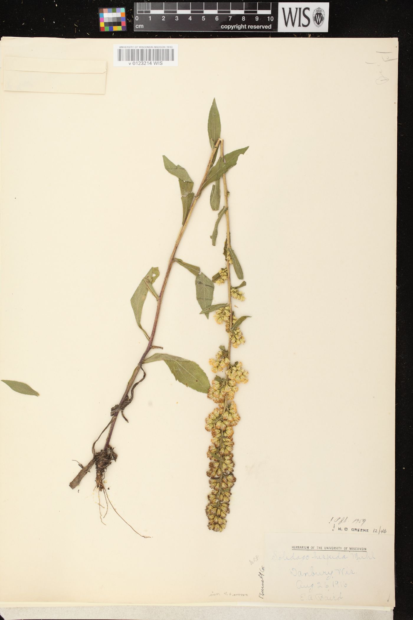 Solidago hispida var. hispida image
