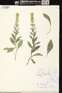 Solidago hispida var. hispida image