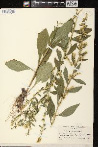 Solidago hispida image