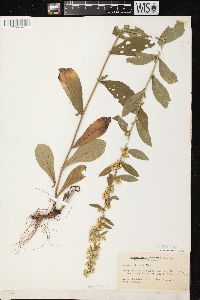 Solidago hispida image