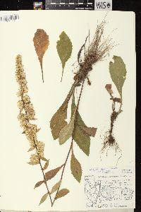 Solidago hispida image