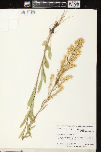 Solidago hispida image