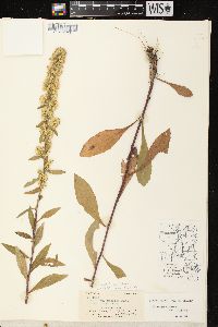 Solidago hispida var. hispida image