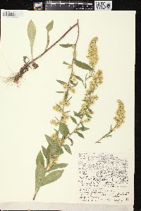 Solidago hispida image