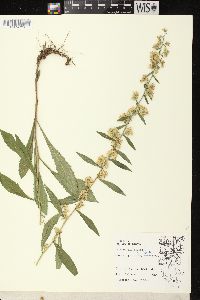 Solidago hispida var. hispida image